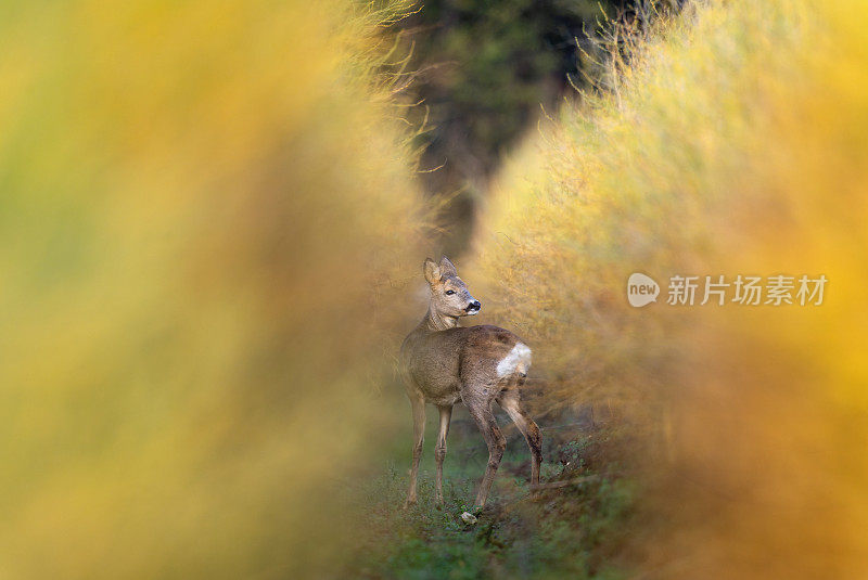 母狍子(Capreolus Capreolus)